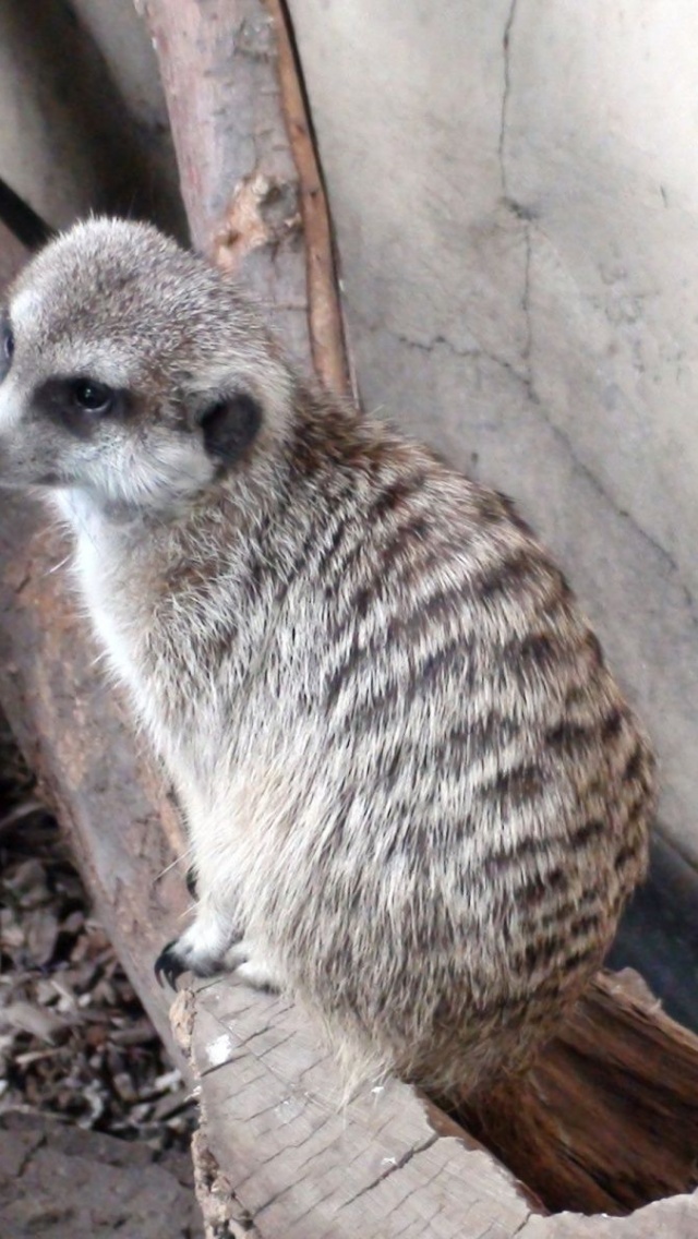 Log Meerkat Suricate Head Zoo