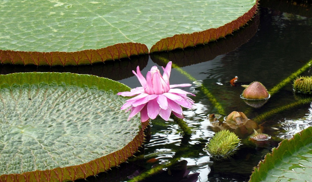 Lotus Flowers Nature