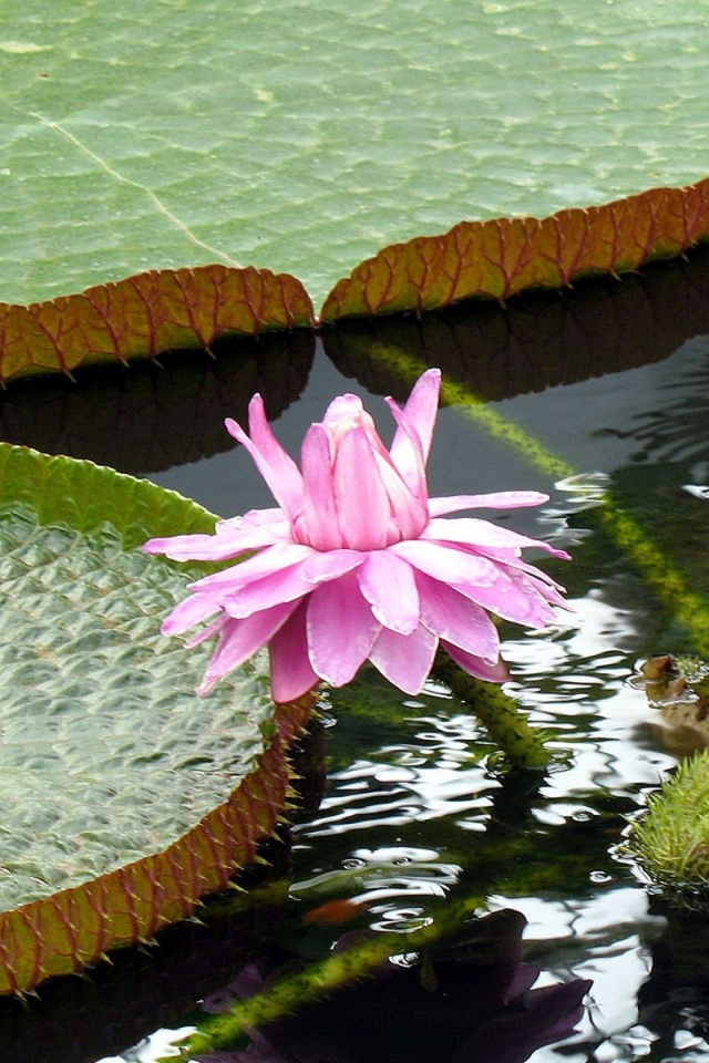 Lotus Flowers Nature