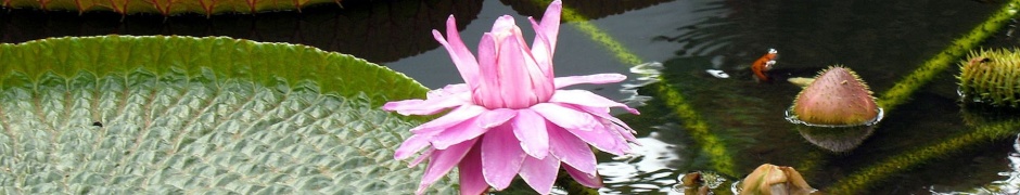 Lotus Flowers Nature