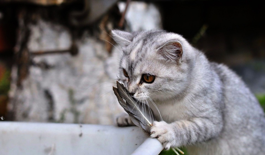 Lovely Cat Playing