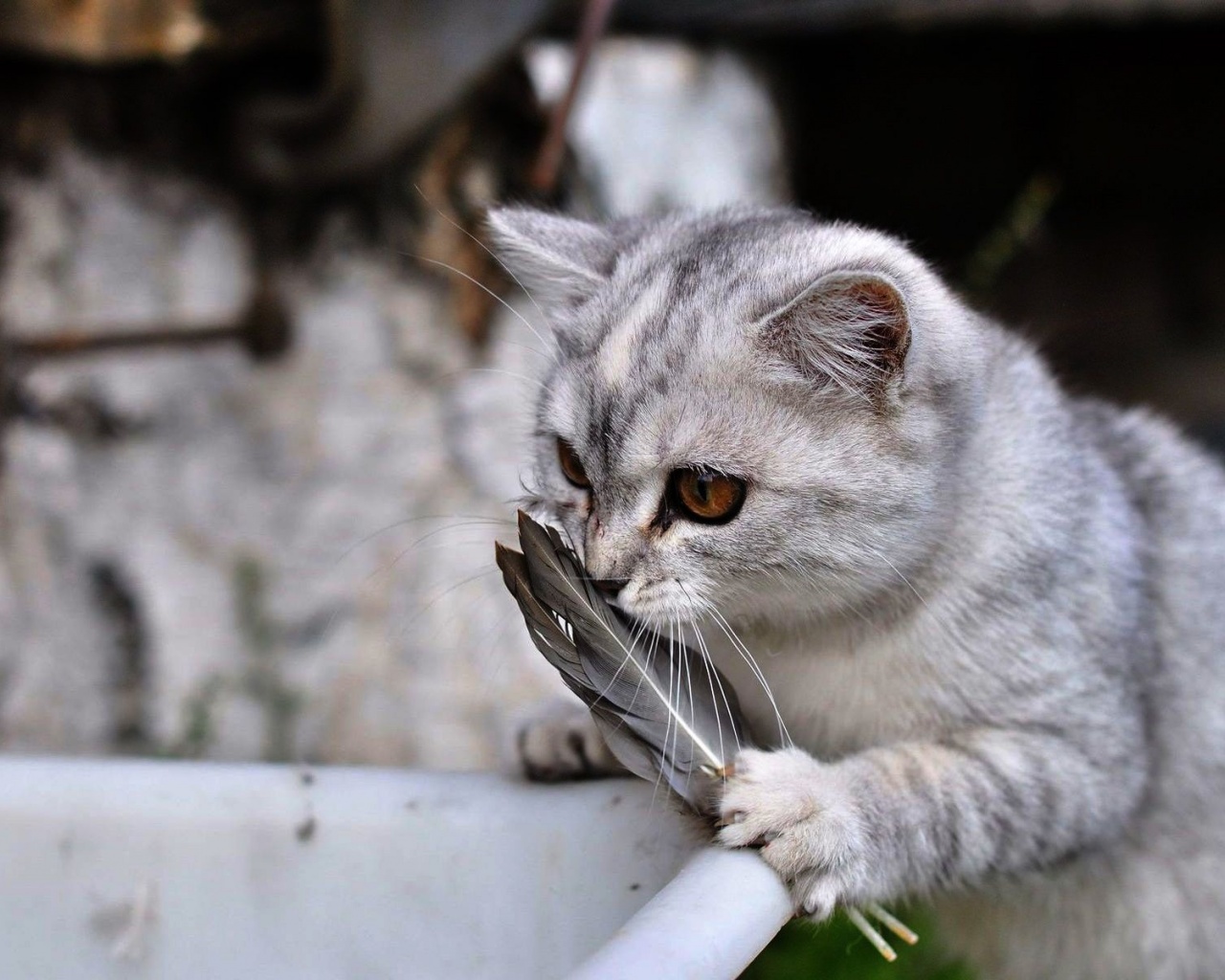 Lovely Cat Playing