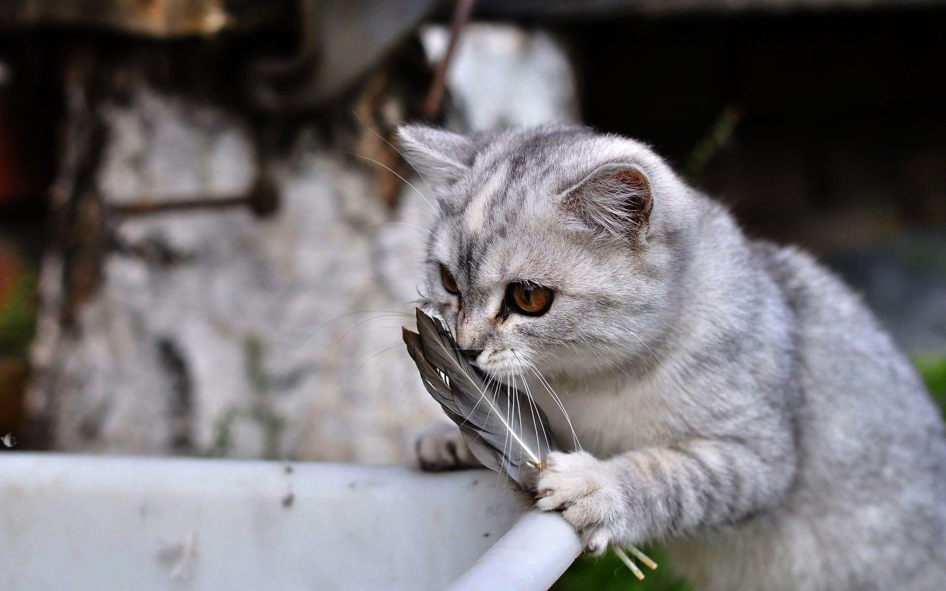 Lovely Cat Playing