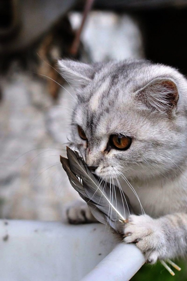 Lovely Cat Playing