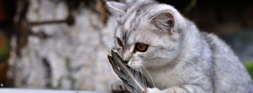 Lovely Cat Playing