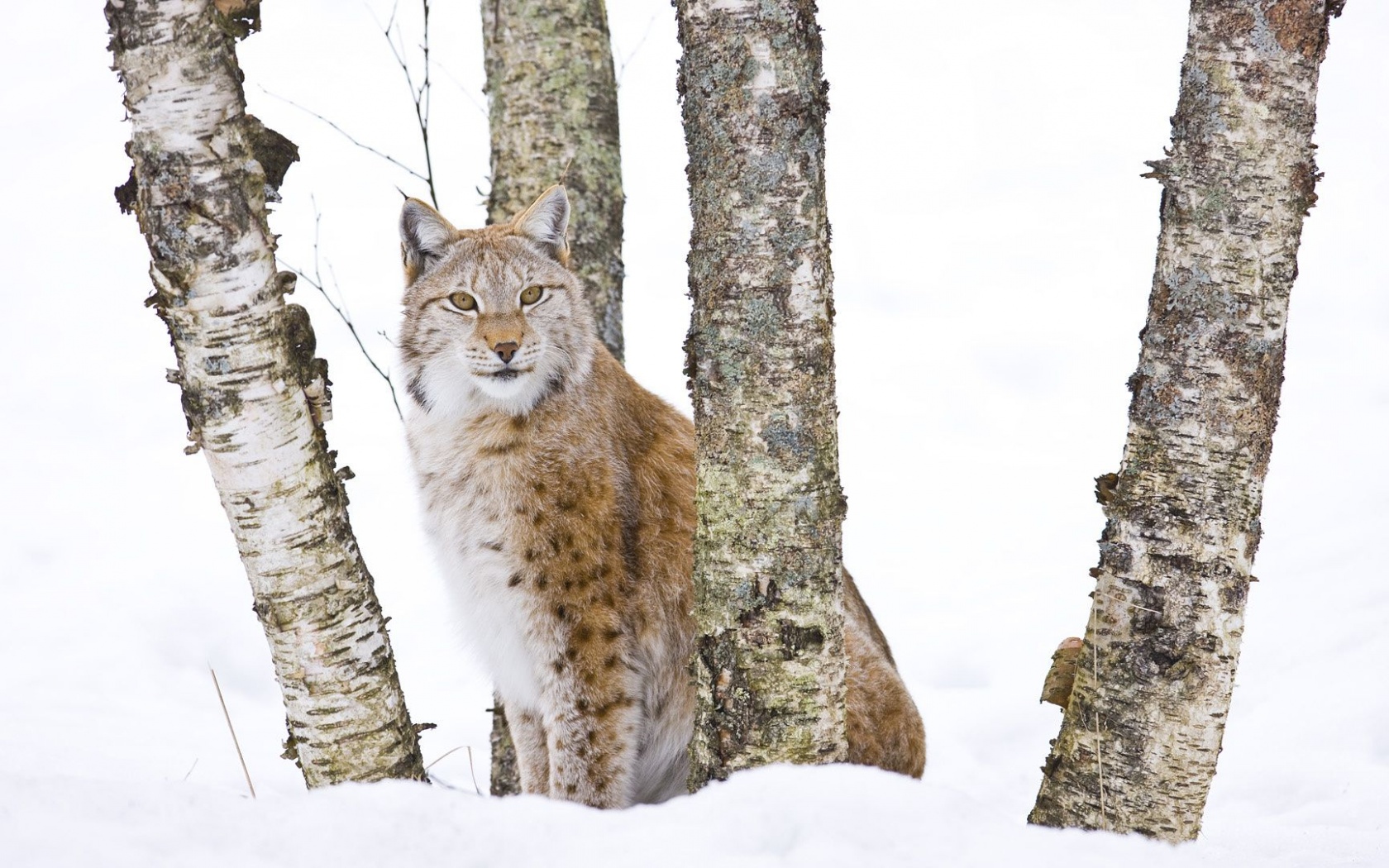 Lynx Cold Snow Cat