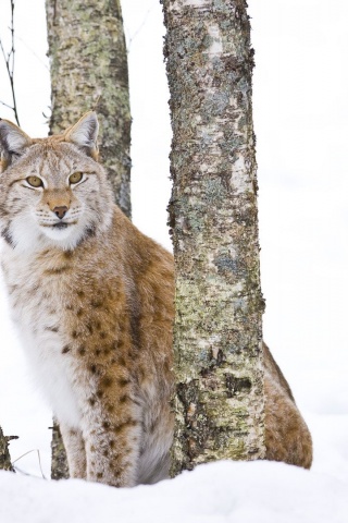 Lynx Cold Snow Cat