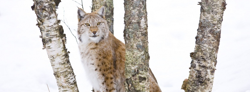 Lynx Cold Snow Cat