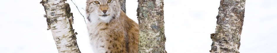 Lynx Cold Snow Cat