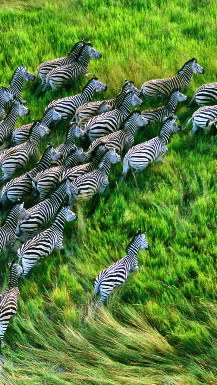 Mac Os X Retina Zebras