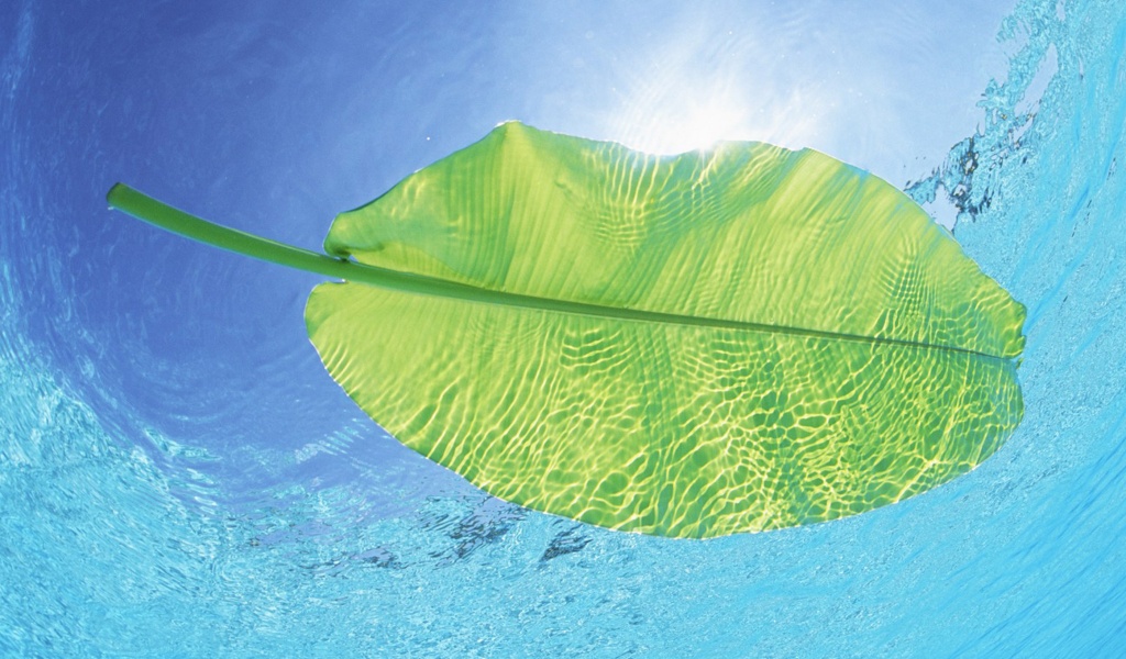 Maldives Leaf On Water