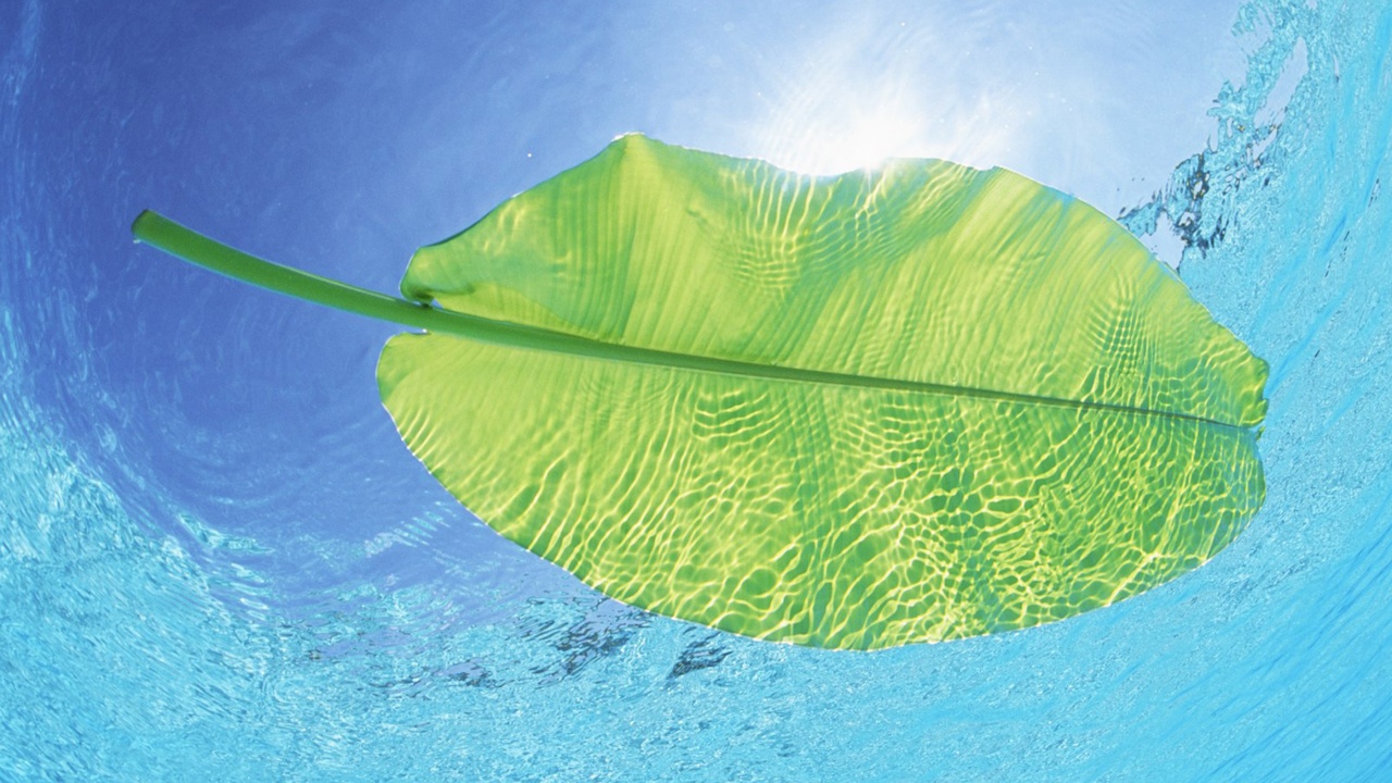 Maldives Leaf On Water