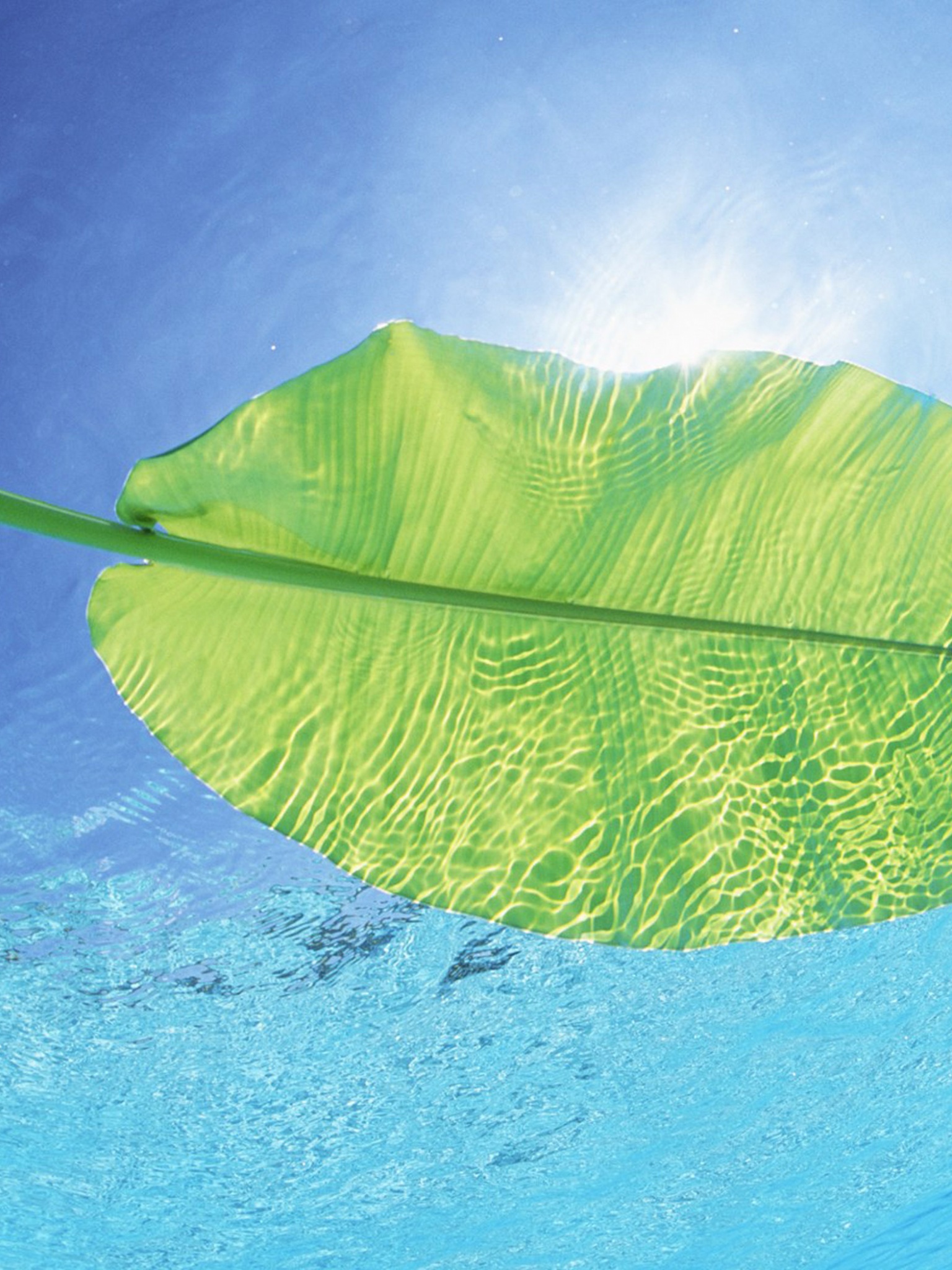 Maldives Leaf On Water