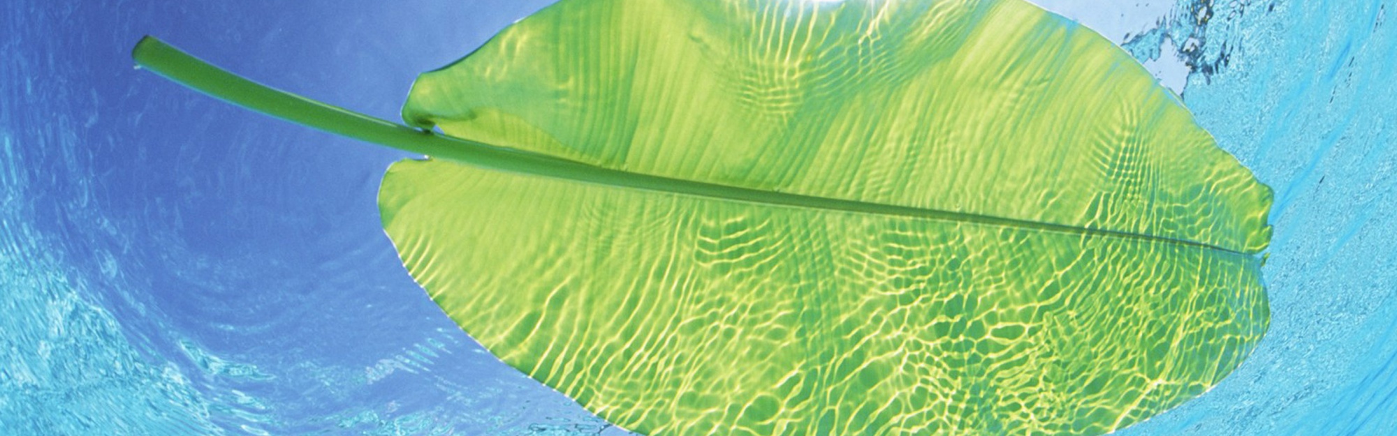 Maldives Leaf On Water