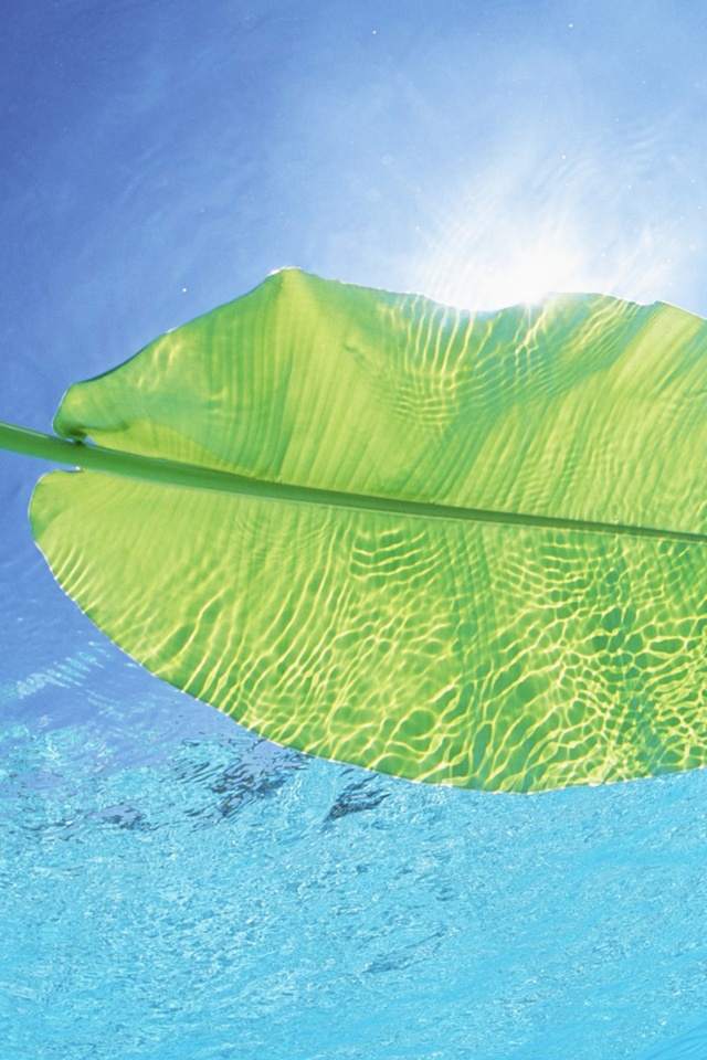 Maldives Leaf On Water