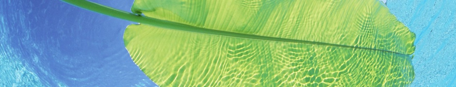 Maldives Leaf On Water