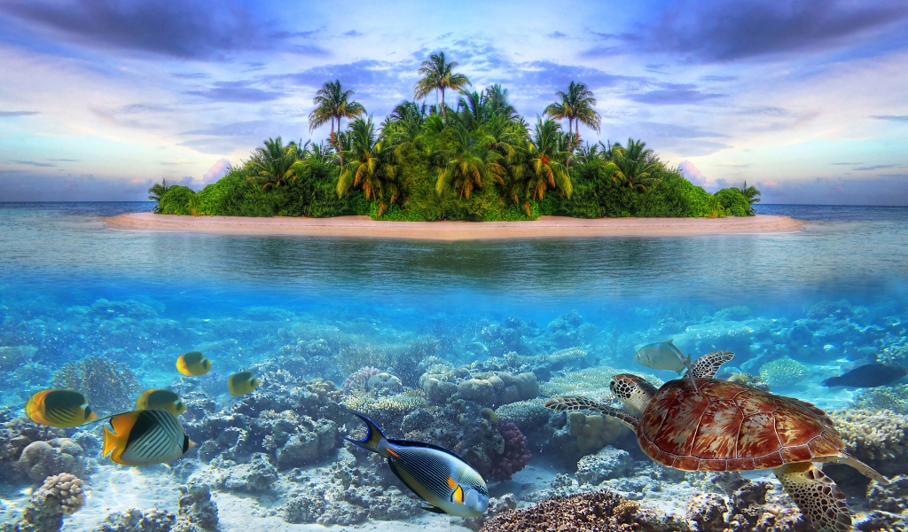 Marine Llife On A Tropical Island