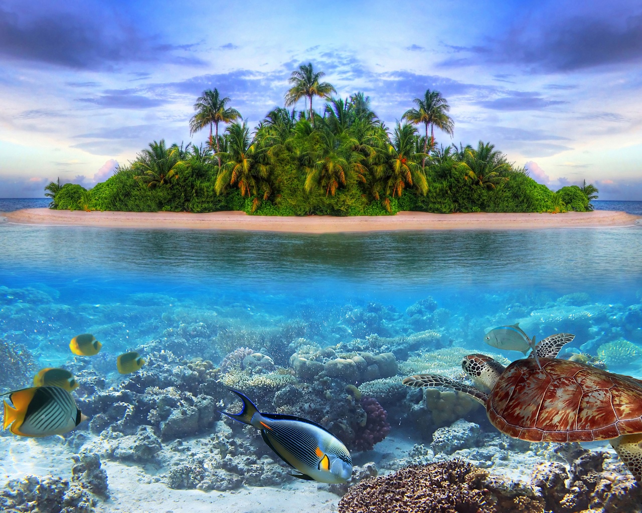 Marine Llife On A Tropical Island