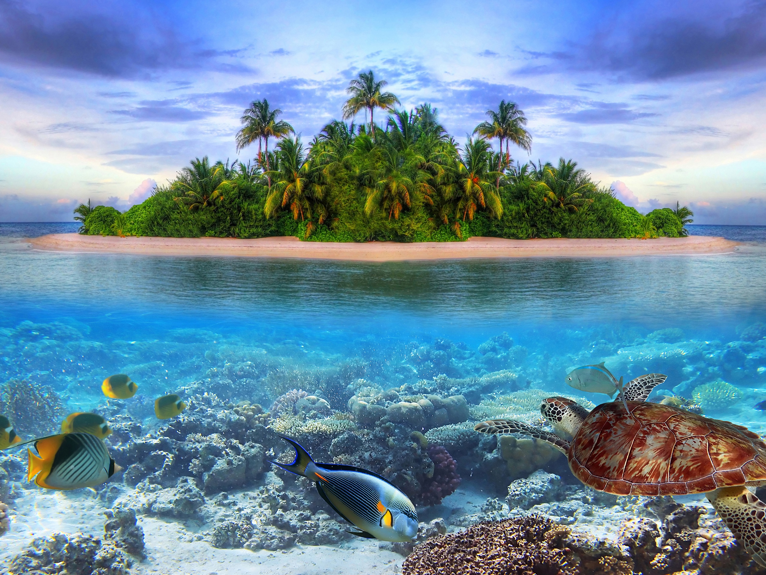 Marine Llife On A Tropical Island