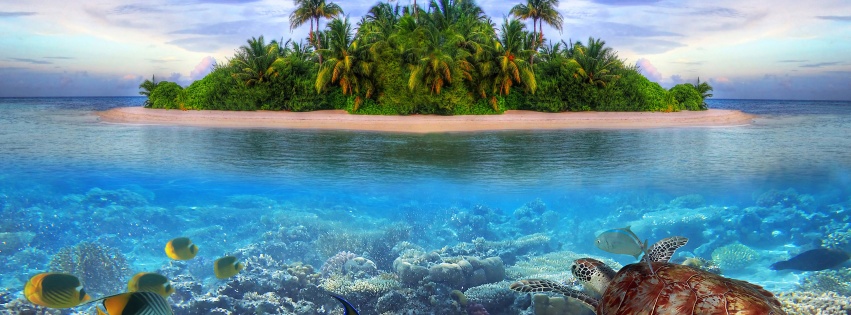 Marine Llife On A Tropical Island