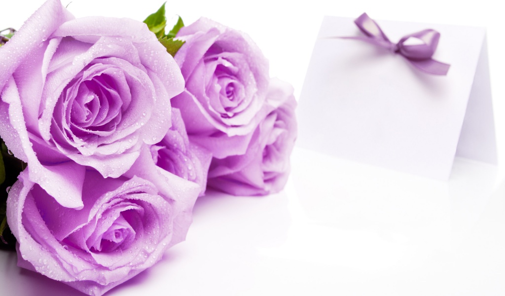 Mauve Roses