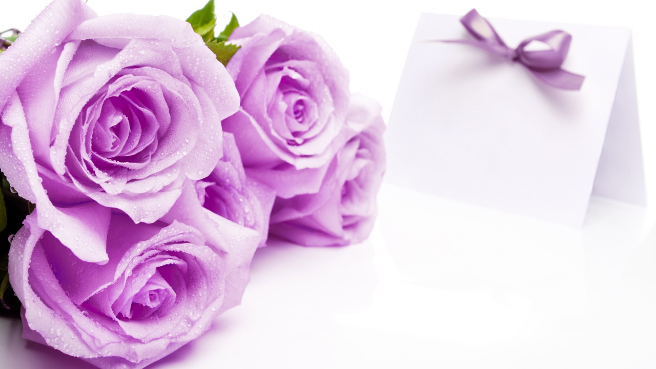 Mauve Roses