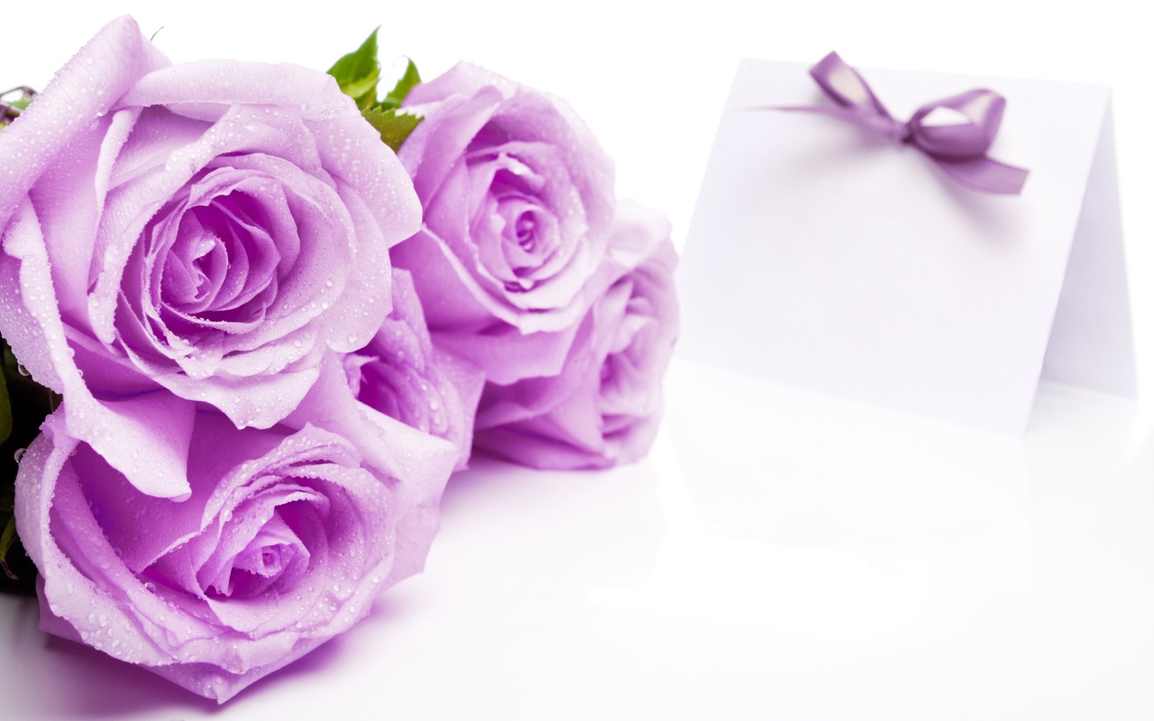 Mauve Roses