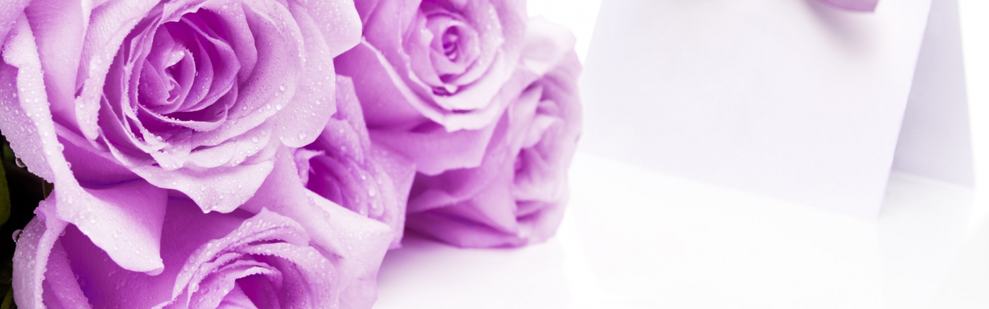 Mauve Roses