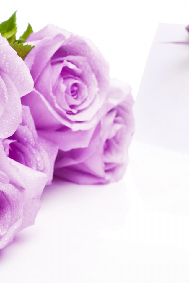 Mauve Roses