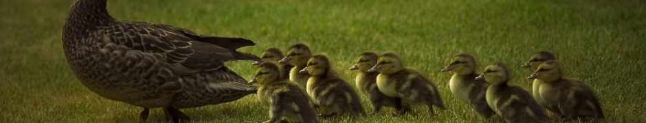 Mother Duck