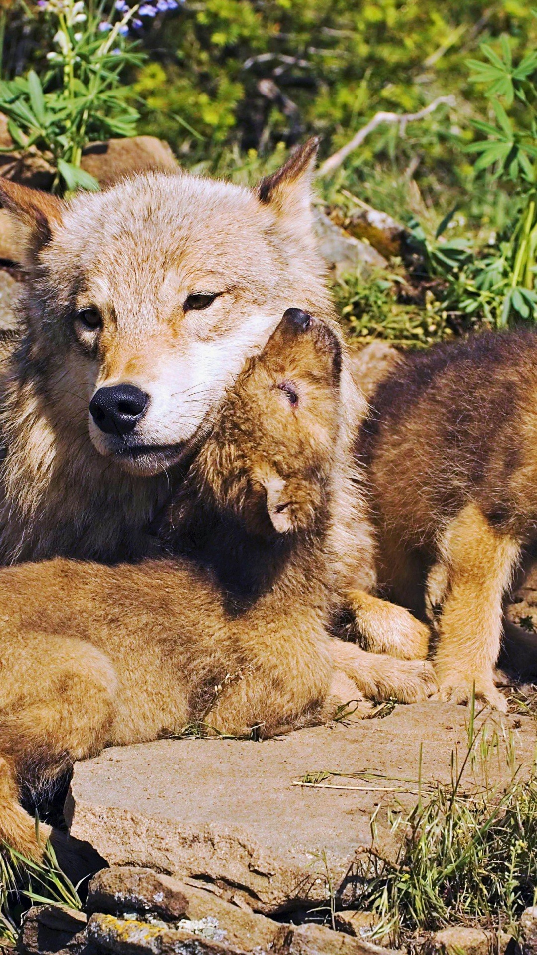 Mother Wolf And Little Wolves