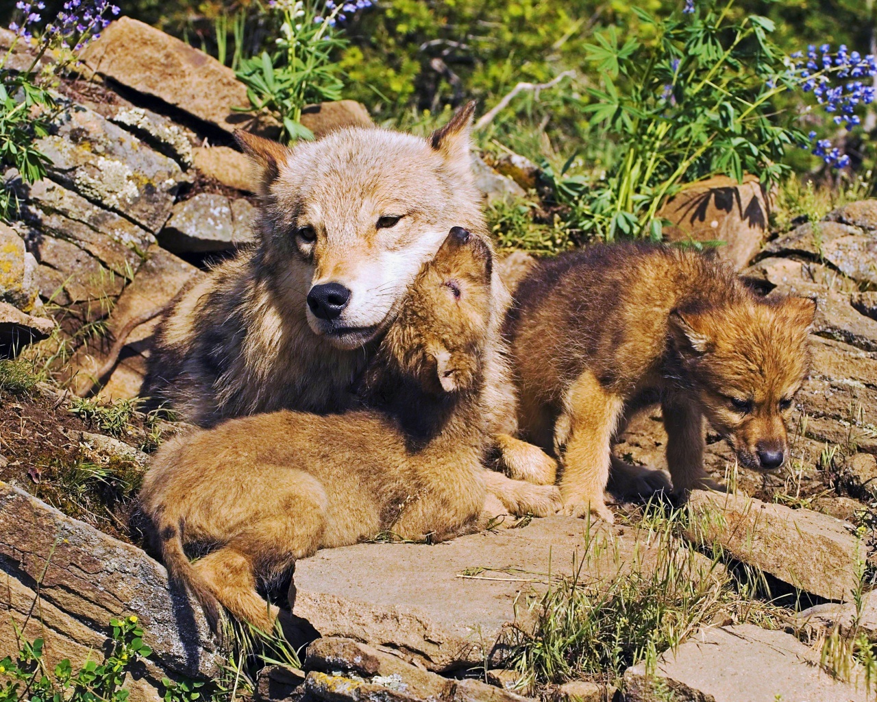 Mother Wolf And Little Wolves