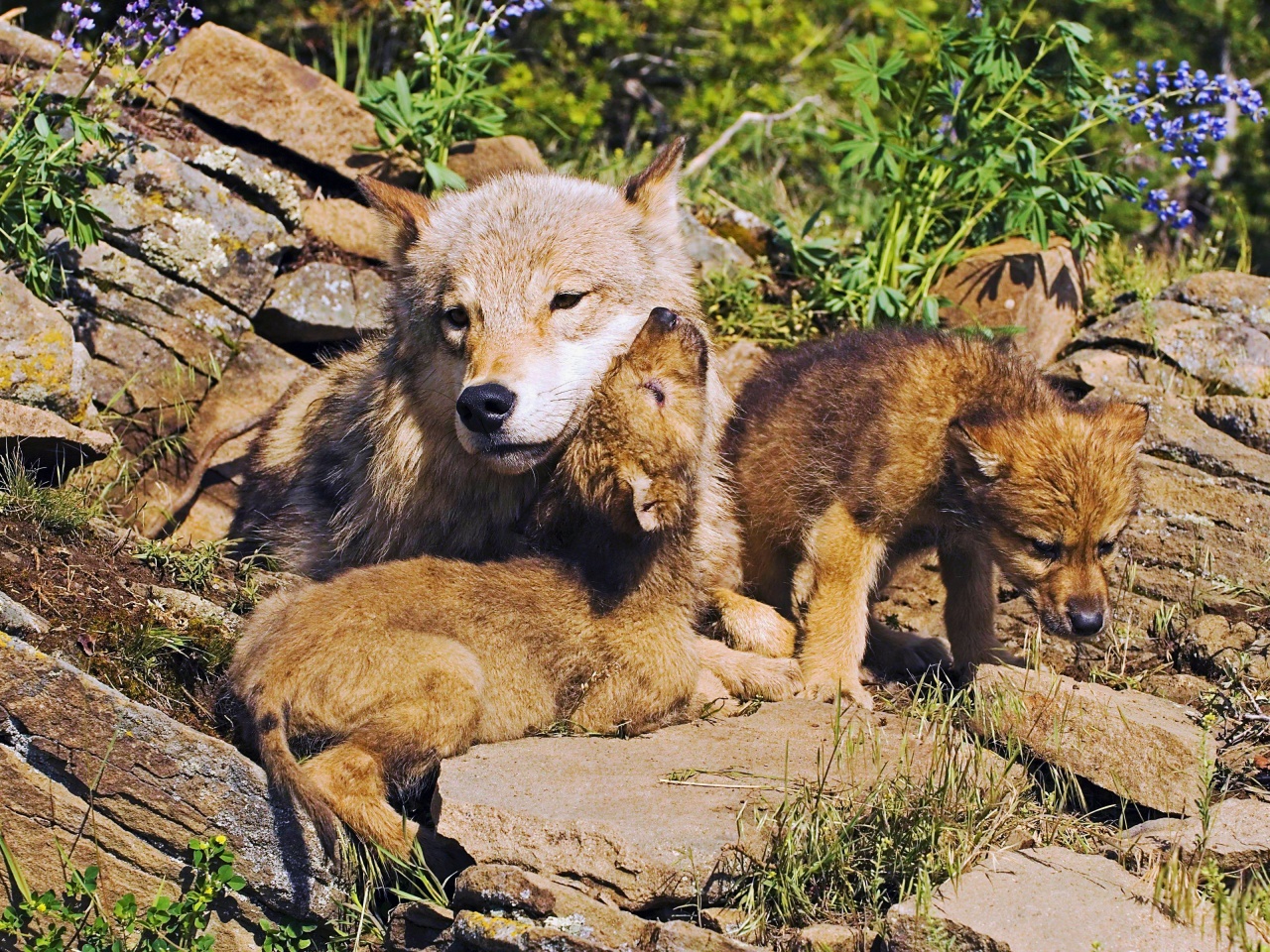 Mother Wolf And Little Wolves