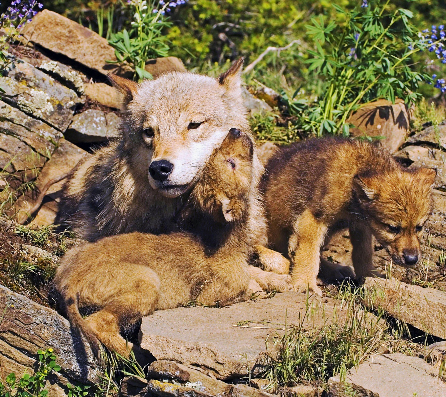 Mother Wolf And Little Wolves