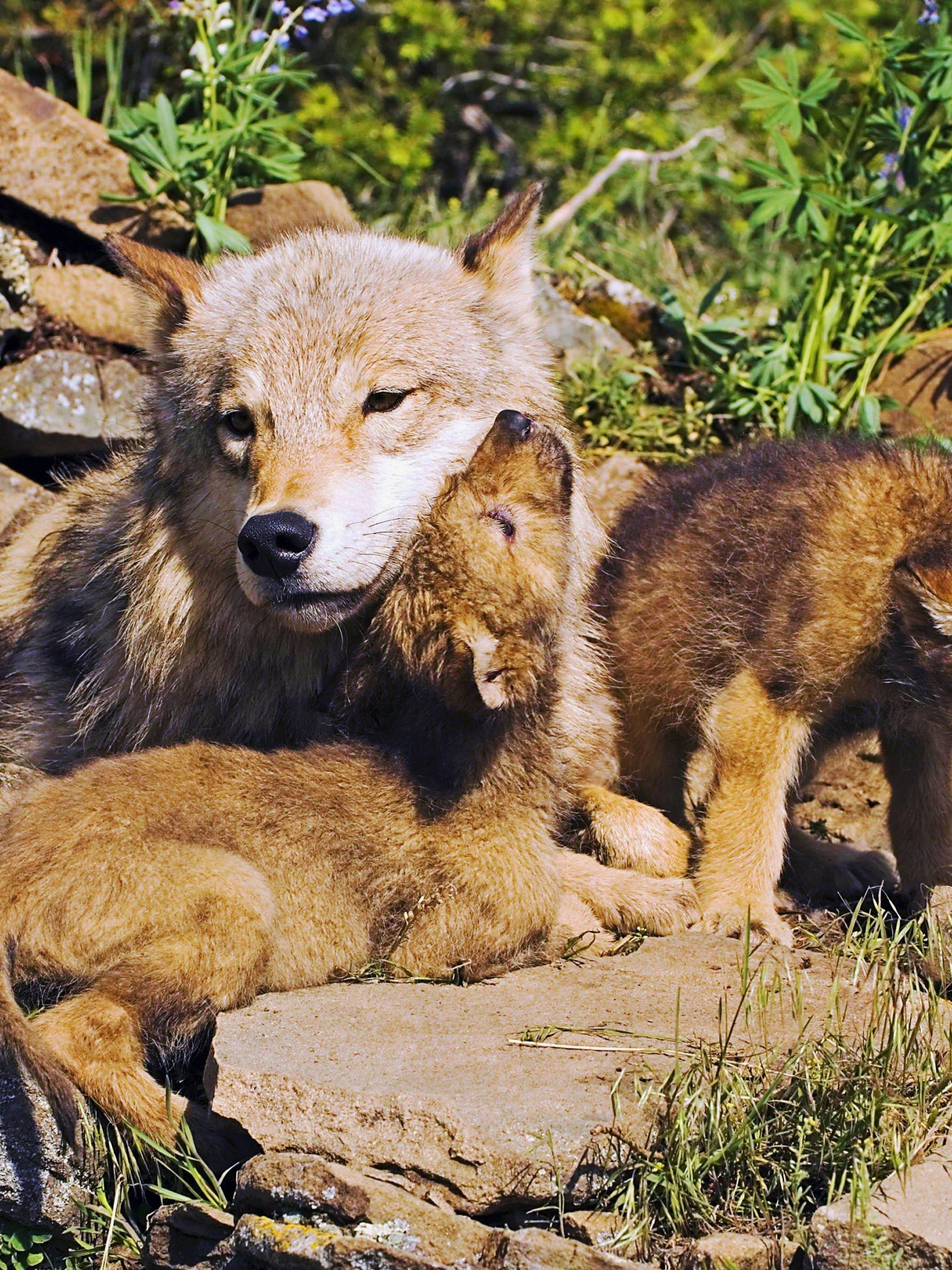 Mother Wolf And Little Wolves