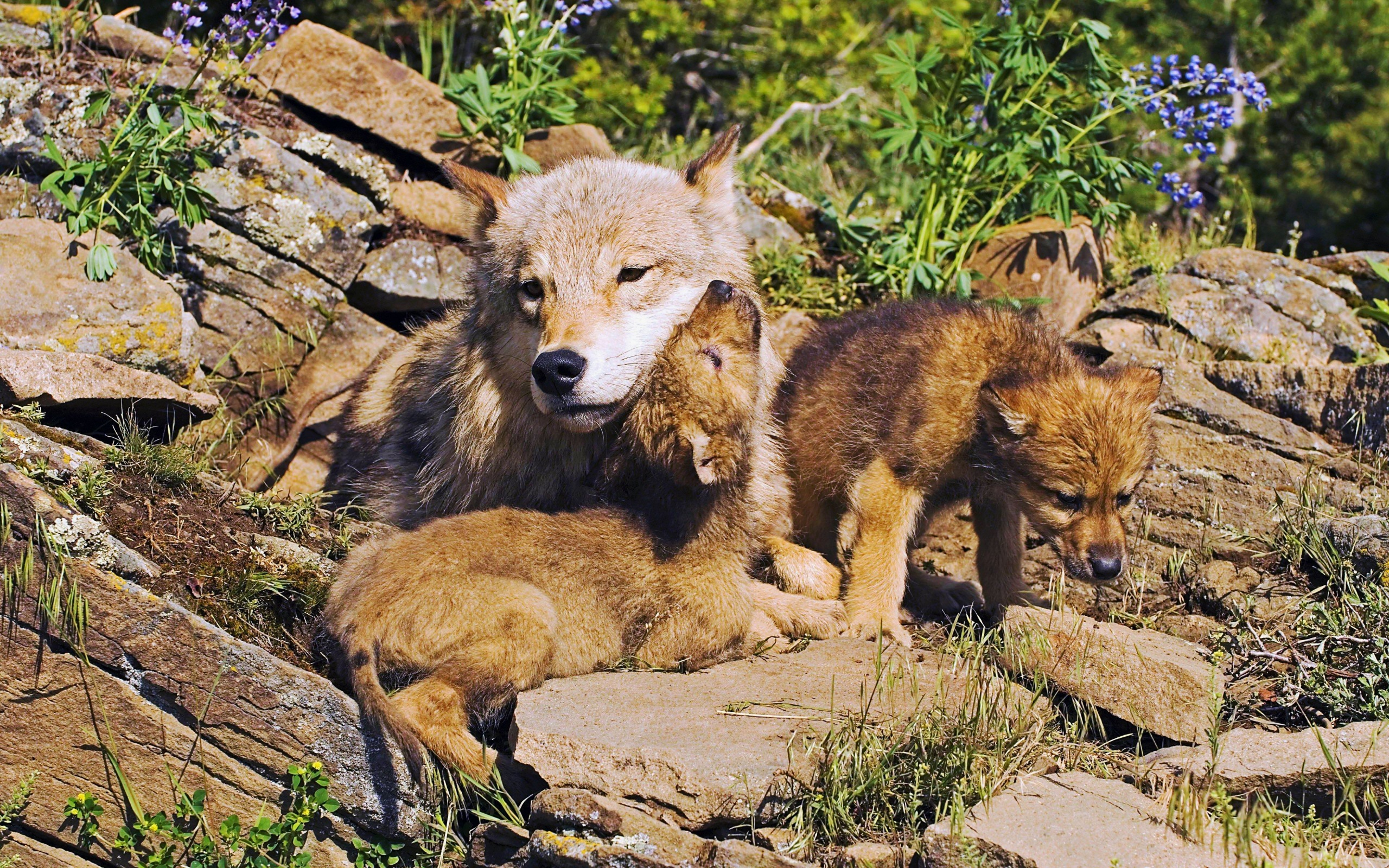 Mother Wolf And Little Wolves