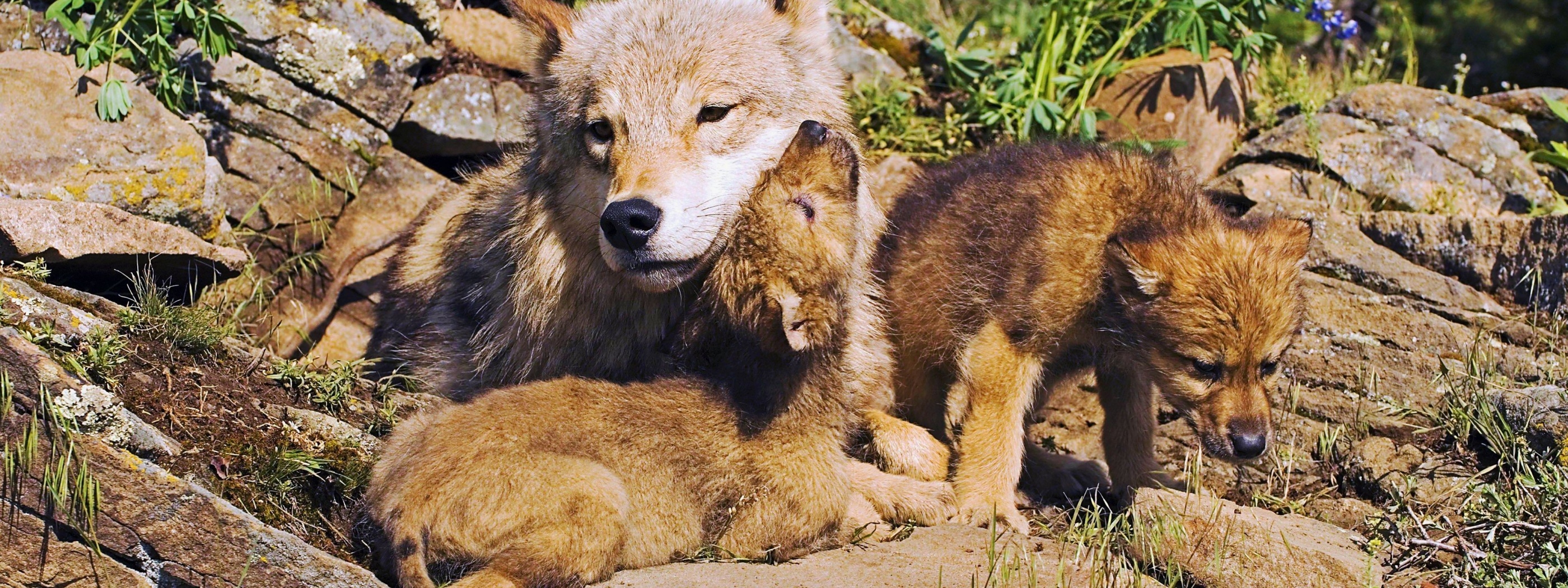 Mother Wolf And Little Wolves