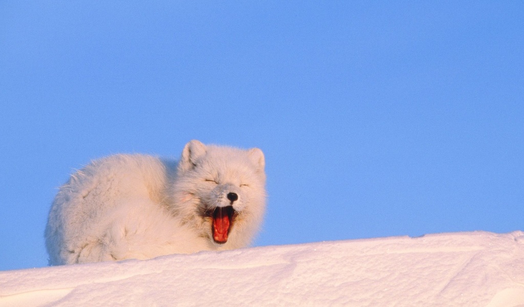 Mouth White Cold Fox Fluffy