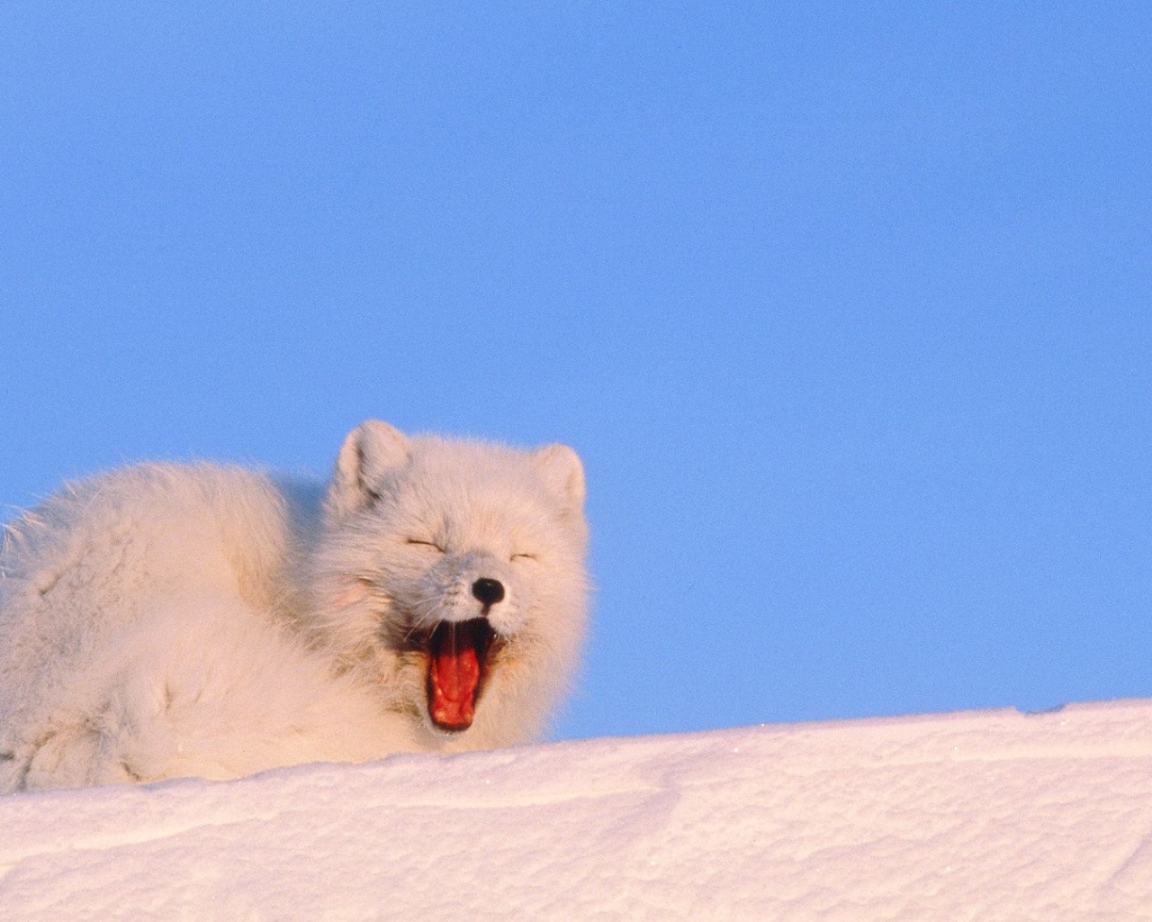 Mouth White Cold Fox Fluffy