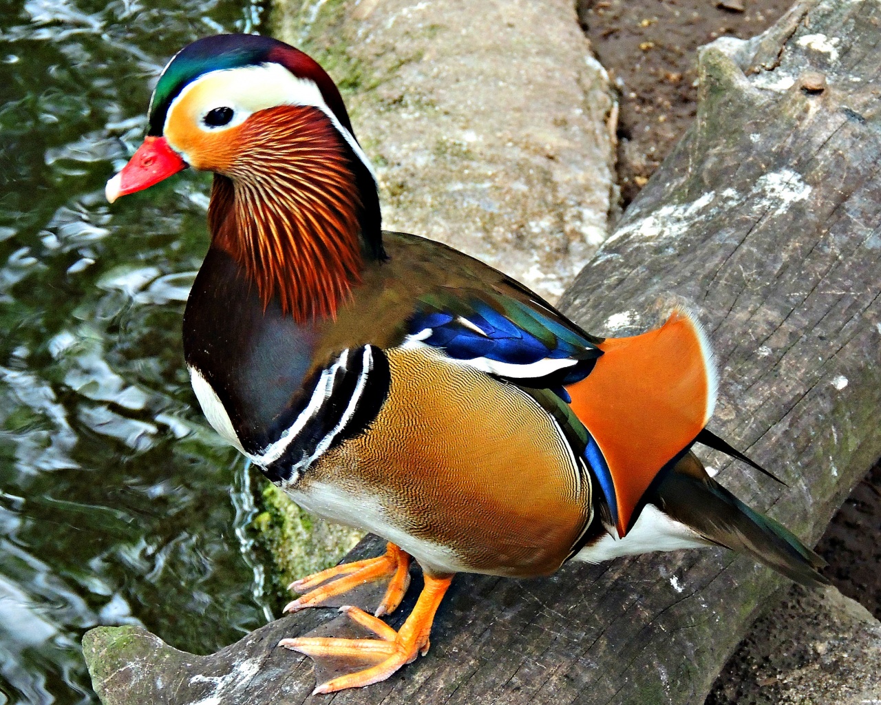 Multi Colored Duck