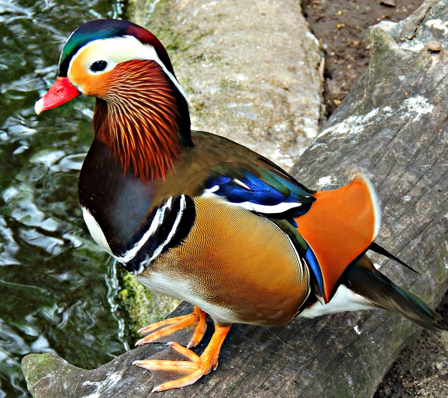 Multi Colored Duck