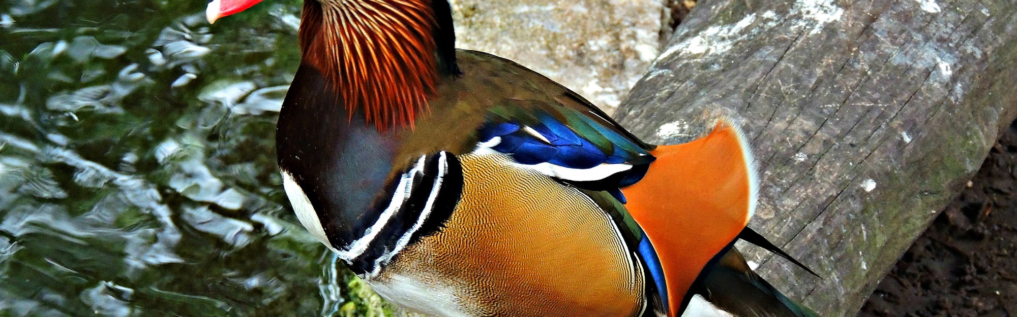 Multi Colored Duck