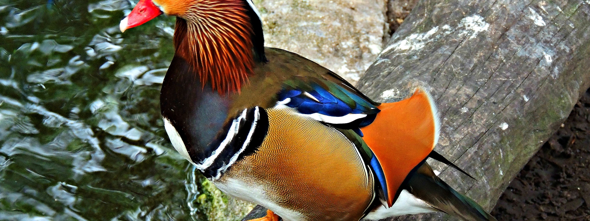 Multi Colored Duck