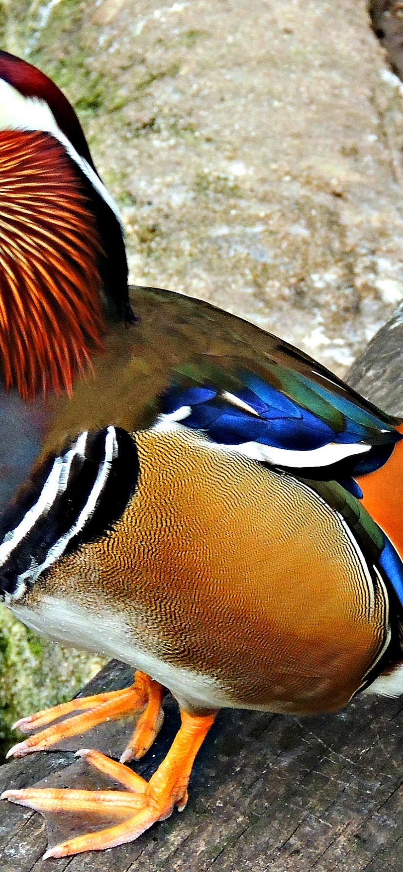 Multi Colored Duck