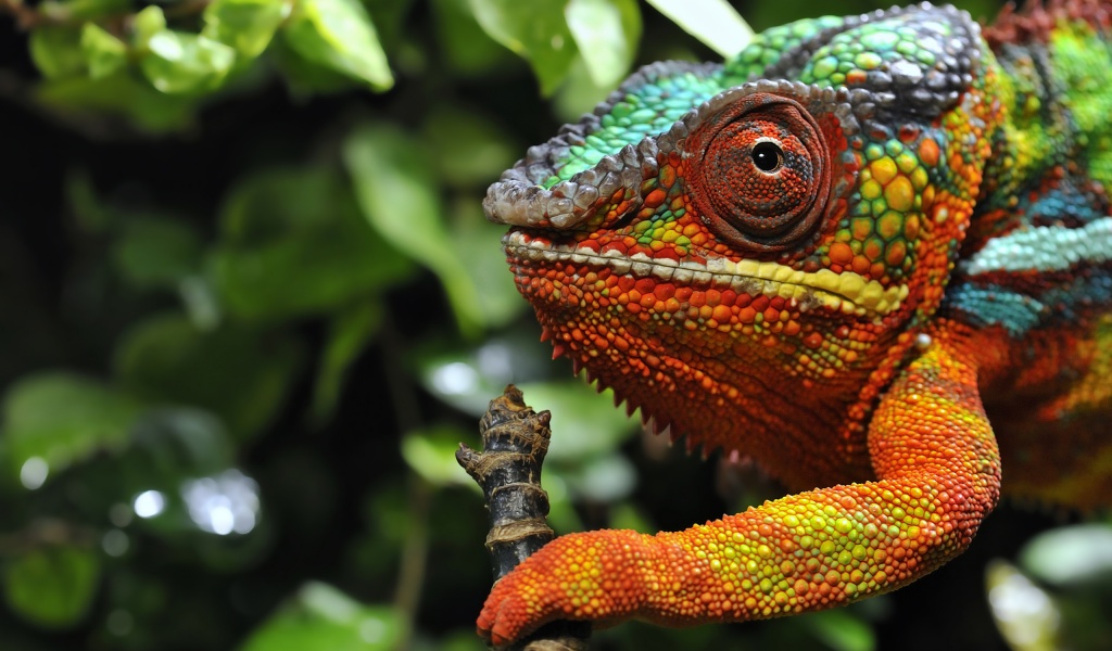 Multicolored Chameleon