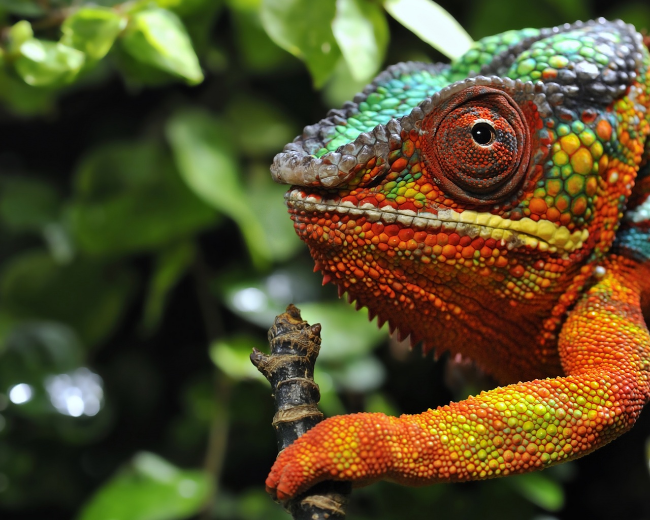 Multicolored Chameleon