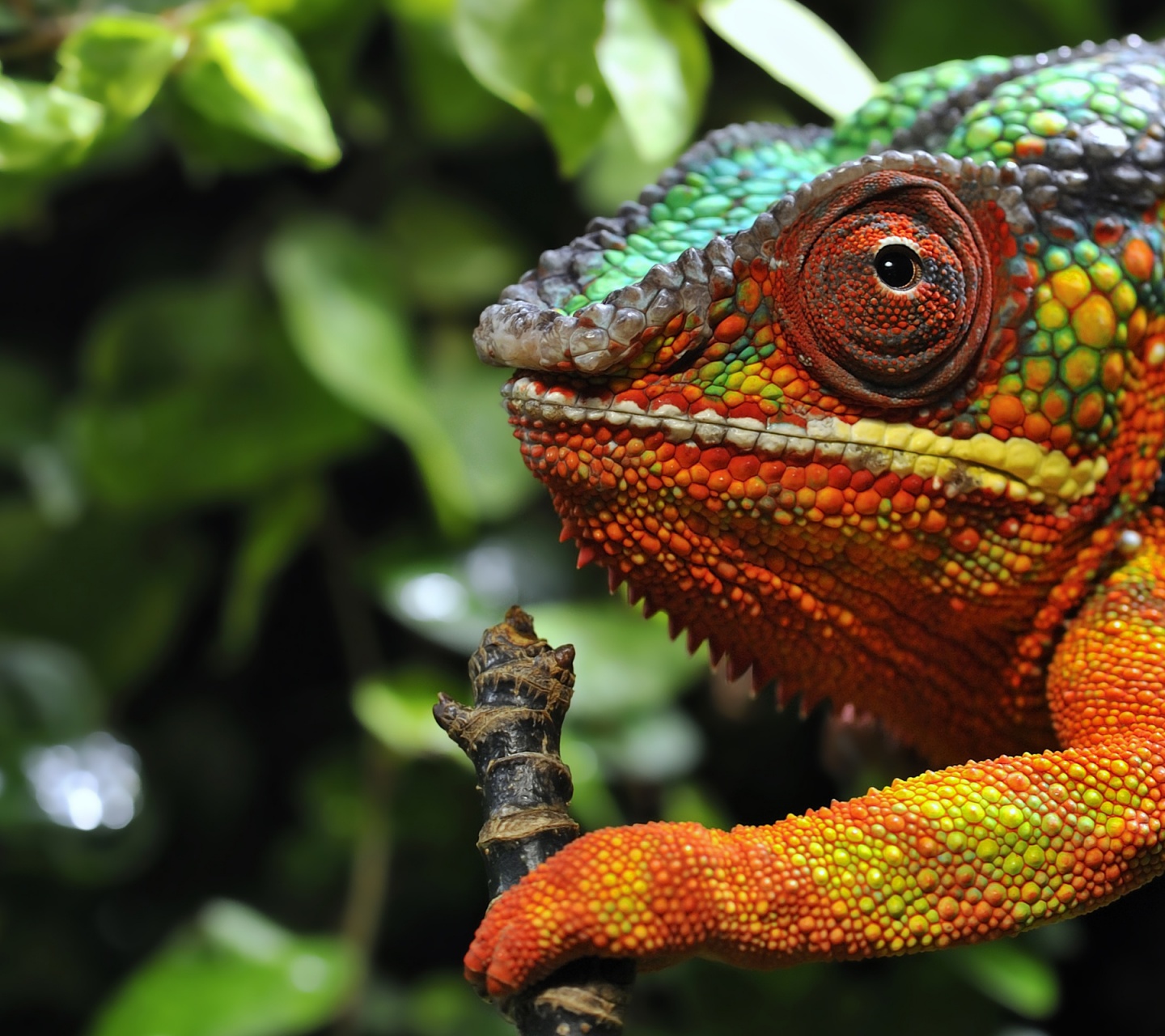 Multicolored Chameleon