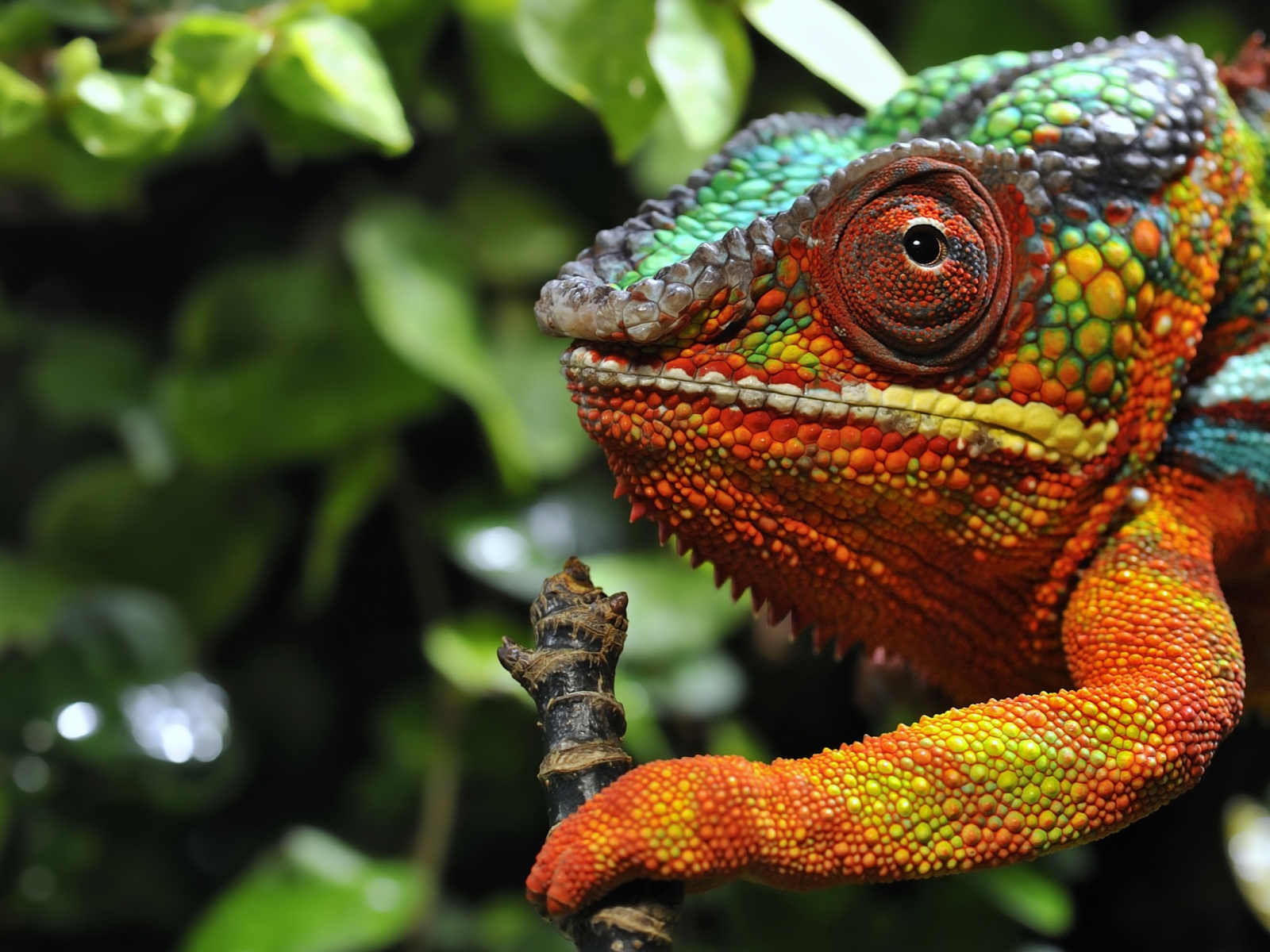 Multicolored Chameleon