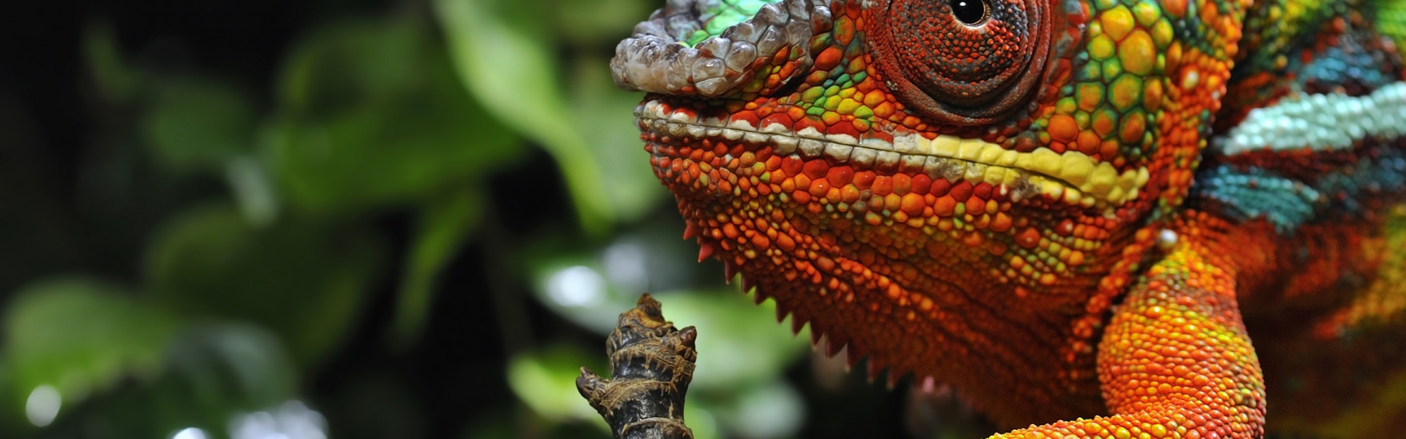 Multicolored Chameleon