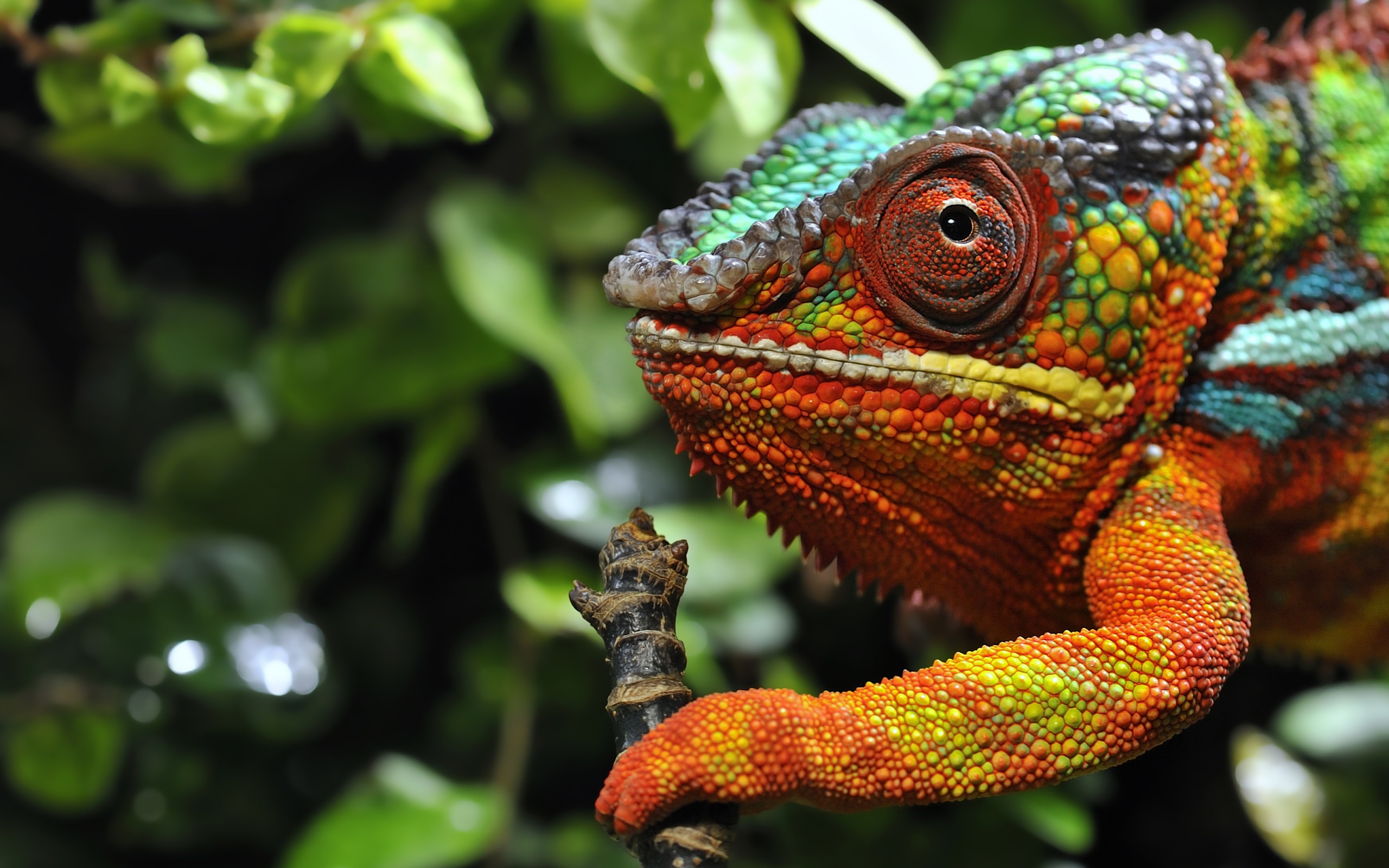 Multicolored Chameleon